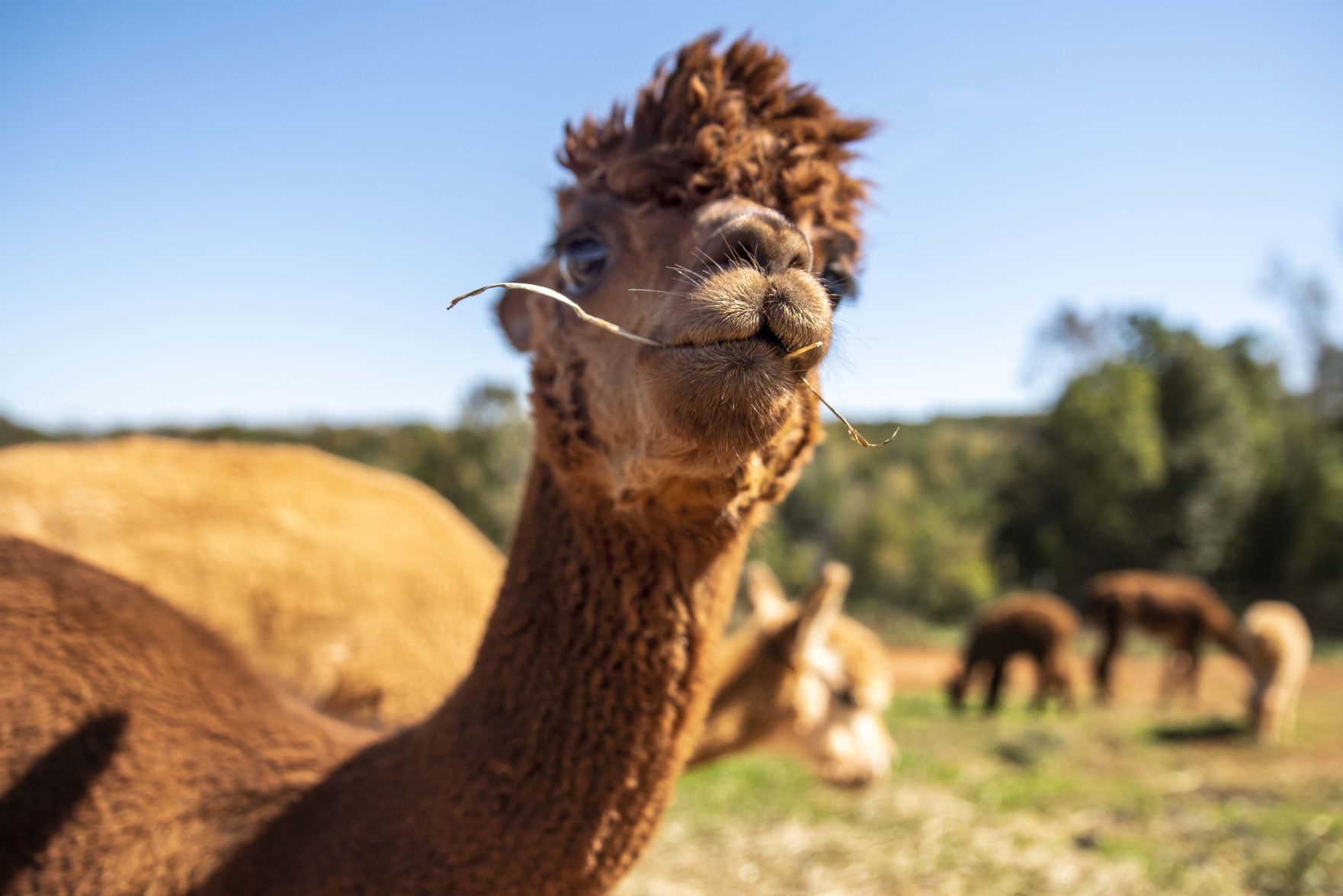 Smith Mountain Lake Alpaca Farm